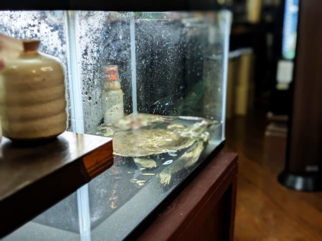 スッポン